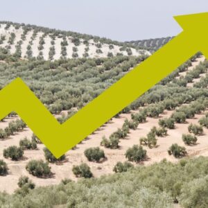 rentabilidad olivar traidicional