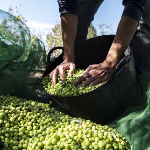 recoleccion de aceitunas verdes para elaborar aceite de oliva de cosecha temprana