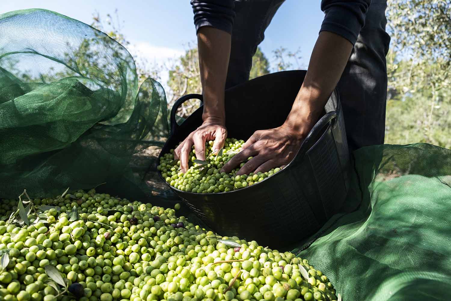 recoleccion de aceitunas verdes para elaborar aceite de oliva de cosecha temprana