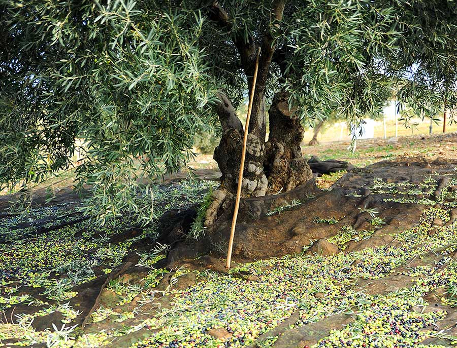 Aceites de oliva de cosecha temprana