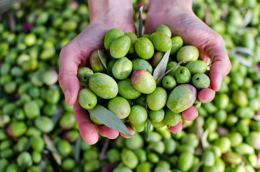 aceitunas verdes recién cosechadas en manos del agricultor
