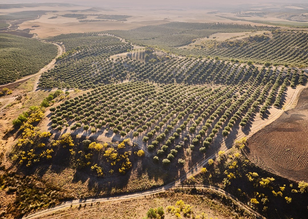 pago de olivar de casa de hualdo