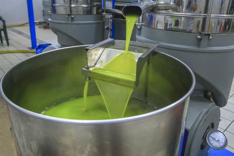 producción de aceite de oliva de cosecha temprana con aceitunas verdes